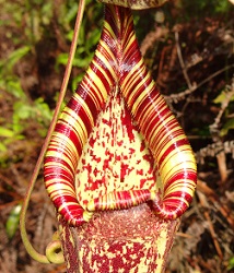 Raffles' Pitcher Plant (Nepenthes rafflesiana) photo